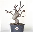 <b>Fico P/B</b> Esemplare Unico cm 45-98,00 €