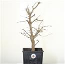 <b>Acero Tridente P/B</b> Esemplare Unico cm 50-120,00 €