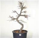 <b>Quercia P/B</b> Esemplare Unico cm 70-195,00 €