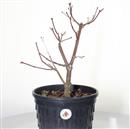 <b>Acero Corticosa Arakawa P/B</b> Esemplare Unico cm 44-99,00 €