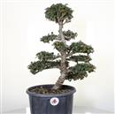 <b>Olmo Giapponese P/B</b> Esemplare Unico cm 48-99,00 €