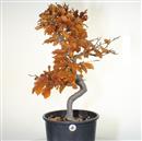 <b>Faggio P/B</b> Esemplare Unico cm 68-190,00 €