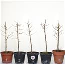 <b>Larice Mini P/B</b> Scegli l'Esemplare - cm 30-9,80 €