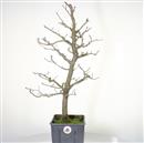 <b>Albero Pagoda P/B</b> Esemplare Unico cm 66-97,00 €