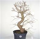 <b>Gelso P/B</b> Esemplare Unico cm 68-150,00 €