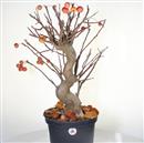 <b>Melo Everest P/B</b> Esemplare Unico cm 60-190,00 €