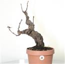 <b>Vite P/B</b> Esemplare Unico cm 49-99,00 €