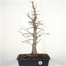 <b>Acero Tridente P/B</b> Esemplare Unico cm 60-280,00 €