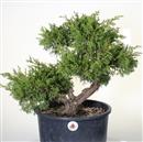 <b>Ginepro Itoigawa P/B</b> Esemplare Unico cm 51-290,00 €