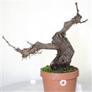 <b>Vite P/B</b> Esemplare Unico cm 48-99,00 €