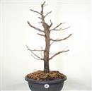 <b>Metasequoia P/B</b> Esemplare Unico cm 63-140,00 €