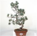 <b>Pino a 5 Aghi P/B</b> Esemplare Unico cm 41-120,00 €