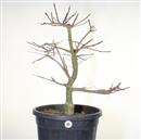 <b>Acero Deshojo P/B</b> Esemplare Unico cm 72-198,00 €