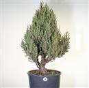 <b>Ginepro Rigida</b> P/B Esemplare Unico cm 78-260,00 €