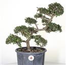 <b>Olmo Giapponese P/B</b> Esemplare Unico cm 44-99,00 € novi