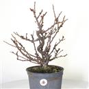 <b>Ciliegio di Nanchino P/B</b> Esemplare Unico cm 44-97,00 €