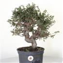 <b>Olmo Giapponese Seiju P/B</b> Esemplare Unico cm 40-97,00 €