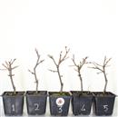 <b>Ciliegio Okame Mini P/B</b> Scegli l'Esemplare - cm 20-9,90 €