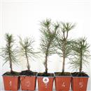 <b>Pino Nero Mini P/B</b> Scegli l'esemplare - cm 25-9,90 €