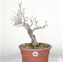 <b>Melograno P/B</b> Esemplare Unico cm 42-140,00 €