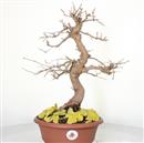 <b>Gelso P/B</b> Esemplare Unico cm 42-98,00 €