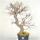 <b>Gelso P/B</b> Esemplare Unico cm 66-140,00 €