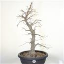 <b>Bagolaro P/B</b> Esemplare Unico cm 62-260,00 €