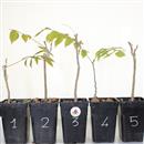 <b>Glicine Mini PB</b> Scegli l'Esemplare -  cm 25-9,80 €