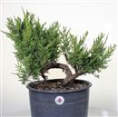 <b>Ginepro Itoigawa P/B</b> Esemplare Unico cm 50-290,00 € novi