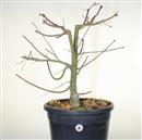 <b>Acero Deshojo P/B</b> Esemplare Unico cm 71-198,00 €