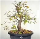 <b>Acero Tridente P/B</b> Esemplare Unico cm 65-298,00 €