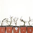 <b>Ciliegio Kojo-no-mai Mini P/B</b> Scegli l'Esemplare - cm 20-9,90 €