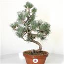 <b>Pino a 5 Aghi P/B</b> Esemplare Unico cm 38-120,00 €