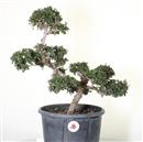 <b>Olmo Giapponese P/B</b> Esemplare Unico cm 45-99,00 €