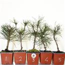 <b>Pino Nero Mini P/B</b> Scegli l'esemplare - cm 25-9,90 €