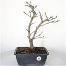 <b>Magnolia Stellata P/B</b> Esemplare Unico cm 43-99,00 €