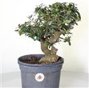 <b>Olivo P/B</b> Esemplare Unico cm 34-99,00 €