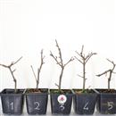 <b>Ciliegio Okame Mini P/B</b> Scegli l'Esemplare  cm 25-9,90 €