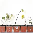 <b>Albero di Giuda Mini P/B</b> Scegli l'Esemplare - cm 20-9,80 €