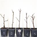 <b>Pesco da Fiore Tao Red</b> Scegli l'Esemplare - cm 35-14,90 €