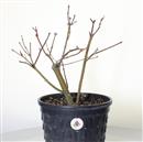 <b>Acero Corticosa Arakawa P/B</b> Esemplare Unico cm 43-99,00 €