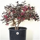 <b>Loropetalum P/B</b> Esemplare Unico cm 48-75,00 €