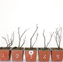 <b>Albero di Giuda Mini P/B</b> Scegli l'Esemplare - cm 20-9,80 €