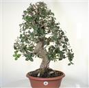 <b>Quercia da Sughero P/B</b> Esemplare Unico cm 68-480,00 €