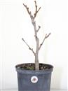 <b>Ginkgo P/B</b> Esemplare Unico cm 38-39,00 €