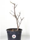 <b>Magnolia Susan P/B</b> Esemplare Unico cm 39-29,00 €