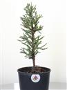 <b>Sequoia Gigante Mini P/B</b> Esemplare Unico cm 34-19,80 €