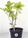 <b>Magnolia Susan P/B</b> Esemplare Unico cm 38-29,00 €