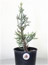<b>Sequoia Gigante Mini P/B</b> Esemplare Unico cm 36-19,80 €