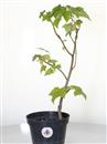 <b>Liquidambar Mini P/B</b> Esemplare Unico - cm 40-19,80 €
